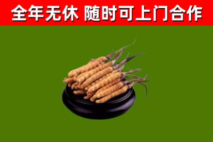 秦淮回收冬虫夏草