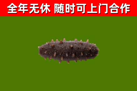 秦淮回收海参干